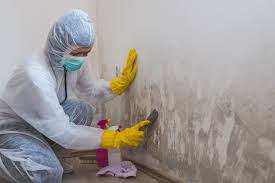 Best Mold Odor Removal Services  in Kaloko, HI